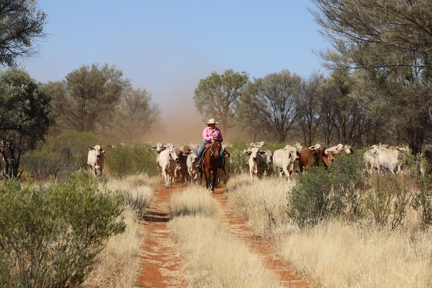 Ley on a horse leading cattle down a dirt path. 