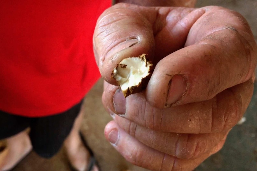 A quandong kernel in a weathered hand.