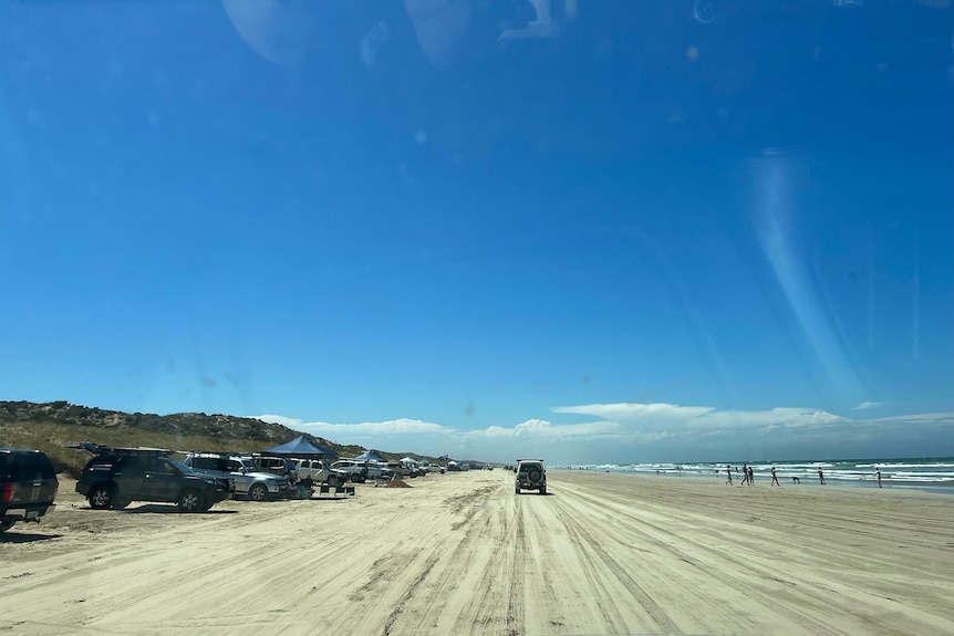 4WDs parked on a beach as people swim and more vehicles drive along the beach
