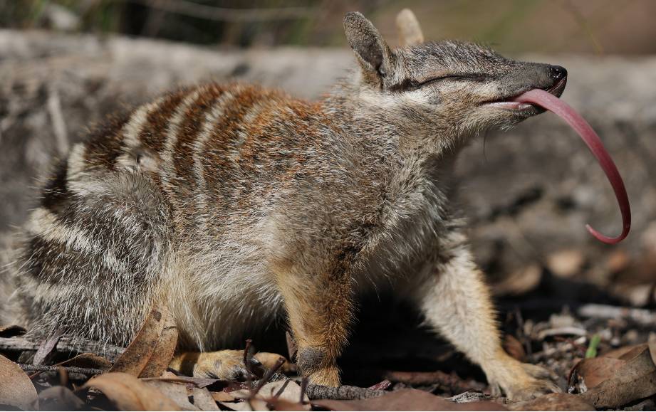 A numbat with tongue sticking out