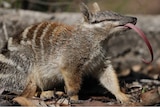 A numbat with tongue sticking out