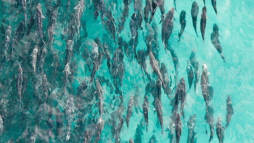 A school of fish as seen from above.