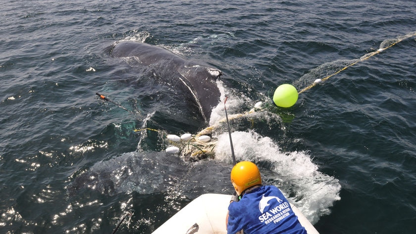 Supplied photo of crew from the marine animal release team working to free a humpback whale