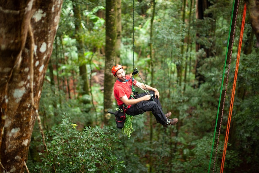 A man  hangs from a rope harness in the forest