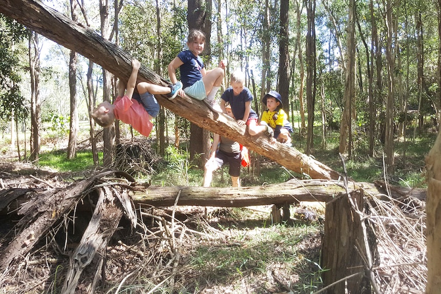 Children playing in a tree.