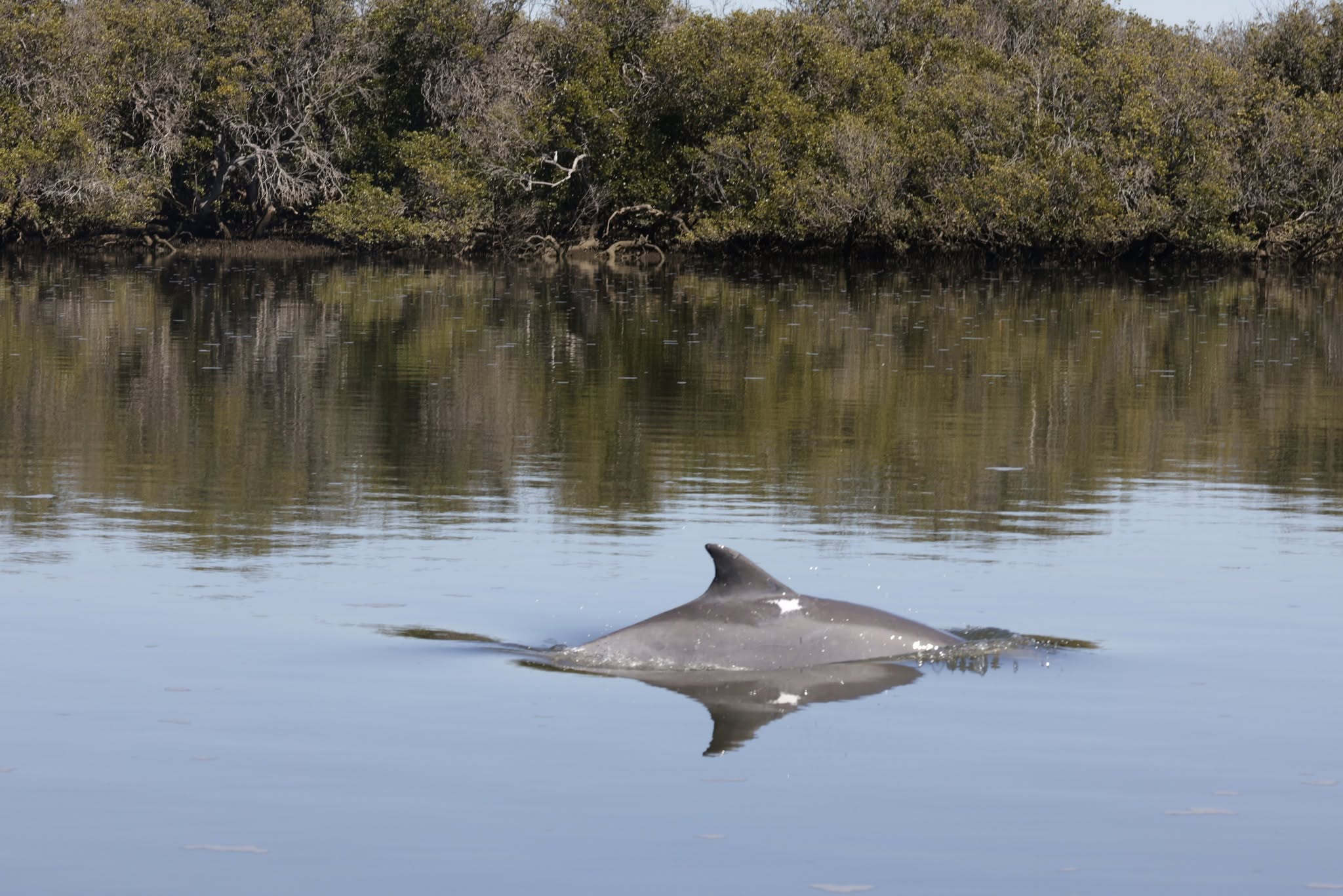The fin of a dolphin coming up to surface in a murky river with green mangroves on the shore. 