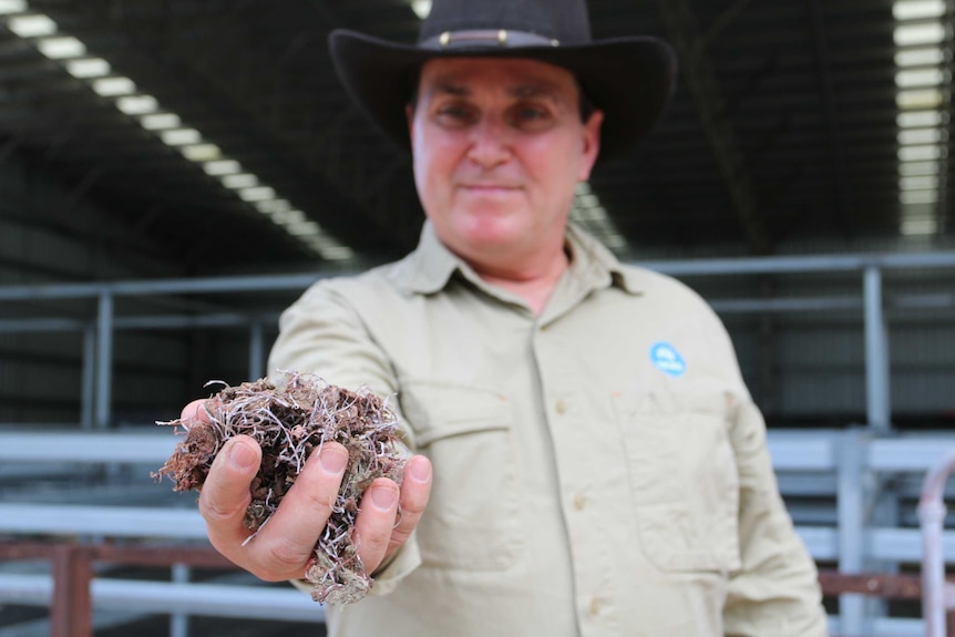 A man in a khaki shirt and broad0brimmed hat holds out a handful of seaweed.