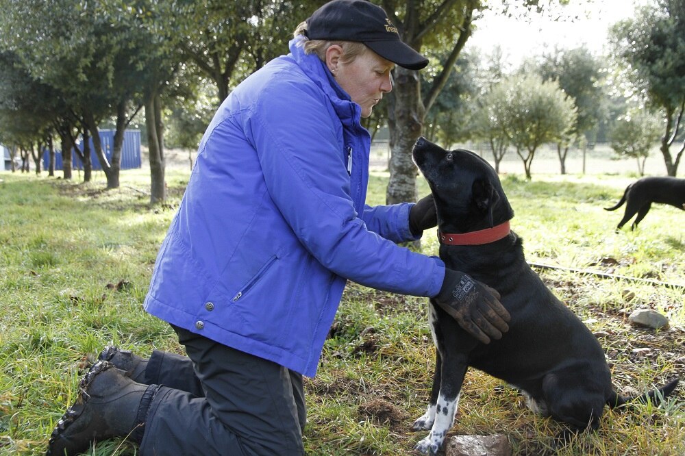 Truffle industry digs in as chefs continue to pay high prices for
