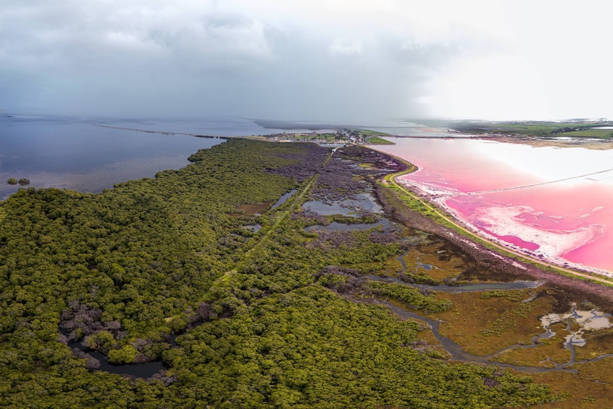 An aerial view of dying mangroves next to a pink-hued salt pond