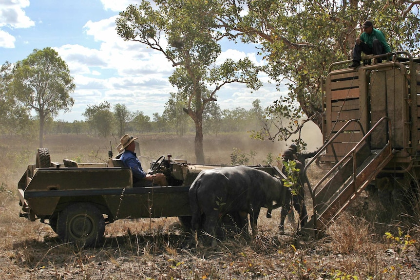 A water buffalo caught in a catcher's bionic arm is walked up to a ramp onto a livestock transport truck.