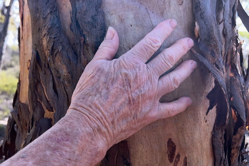 A hand on a tree