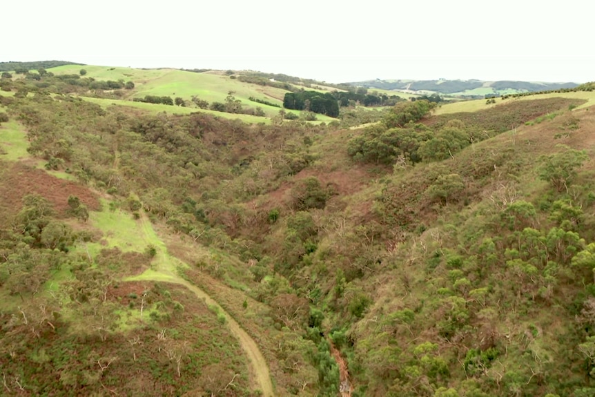 Hills and valleys with trees and grass