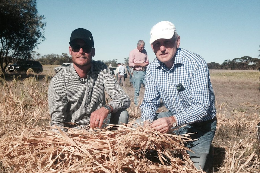 Two men kneel in a paddock holding swathed millet