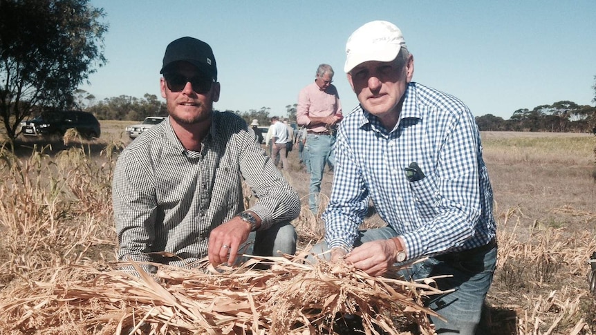 Two men kneel in a paddock holding swathed millet