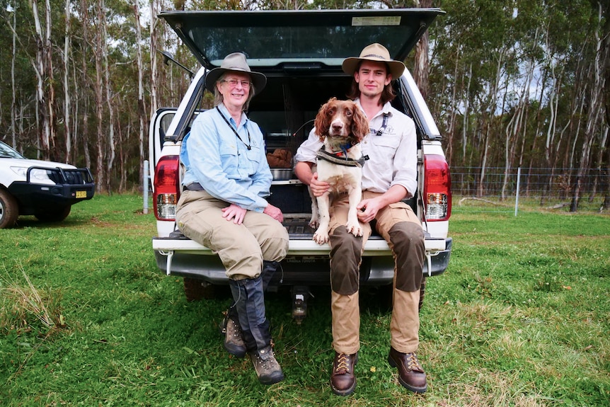 A man and woman sit in the boot of a car with a caramel and white coloured dog, with gumtrees in the background.