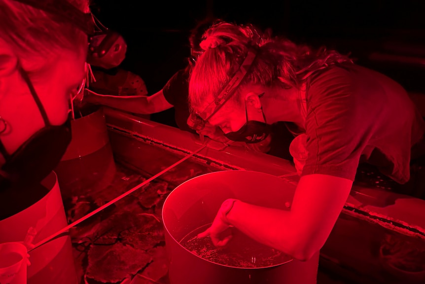A woman looks into a large bucket in the dark with red colured lighting. 