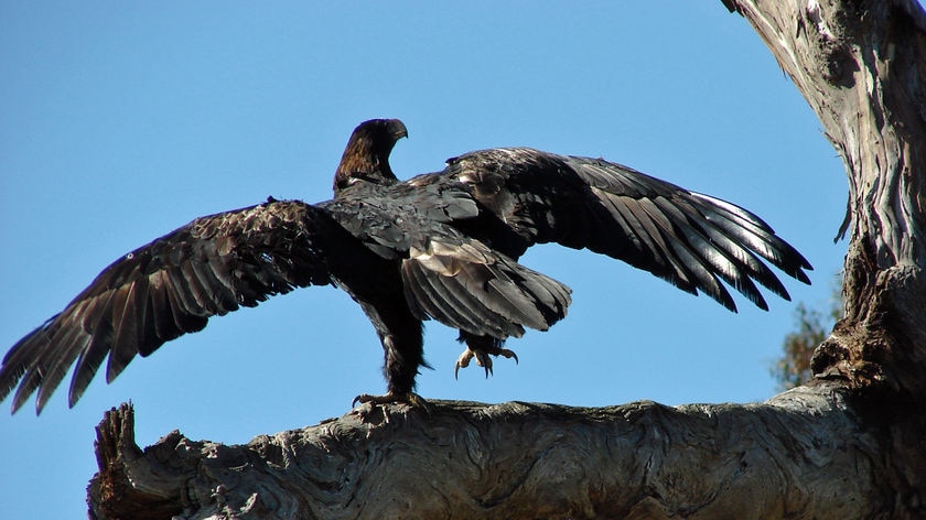A wedge tailed eagle sits on a branch in the Tasmanian midlands.