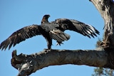 A wedge tailed eagle sits on a branch in the Tasmanian midlands