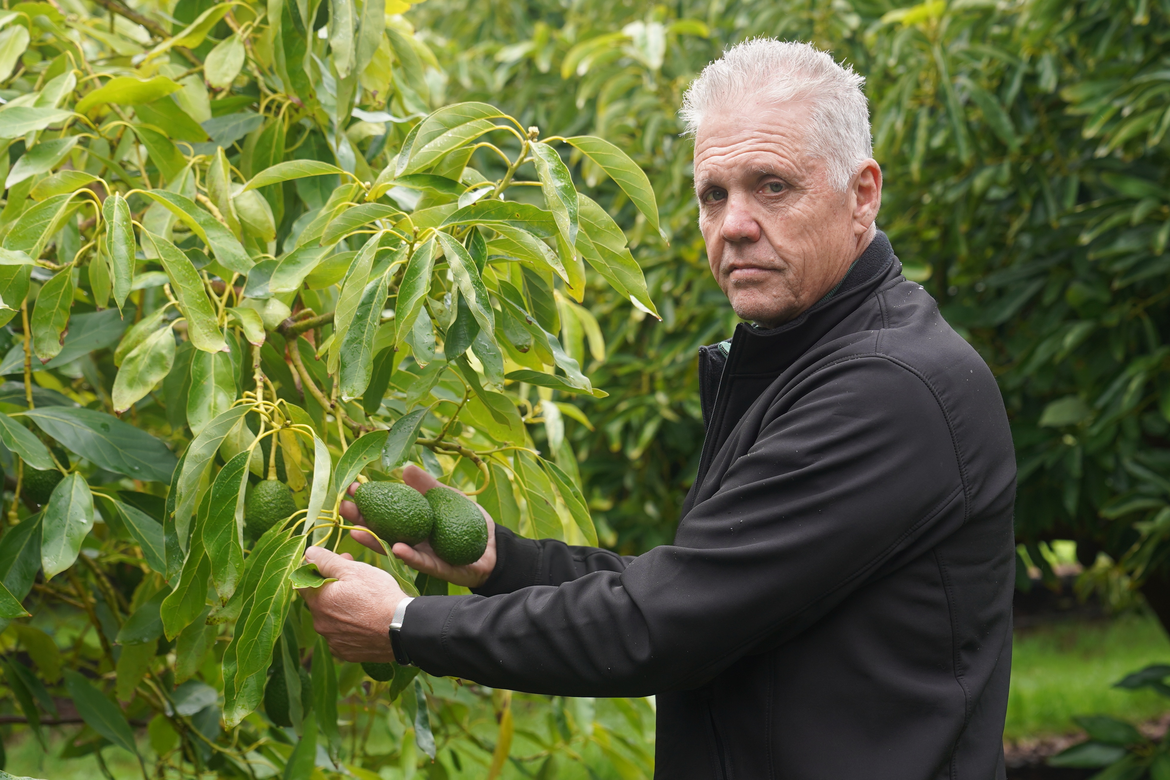 Tree-killing beetle still poses major threat, as bird flu takes centre stage