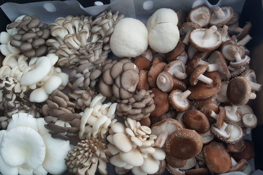 A feast for the eyes with different shaped mushrooms packed in a carton lined with baking paper.