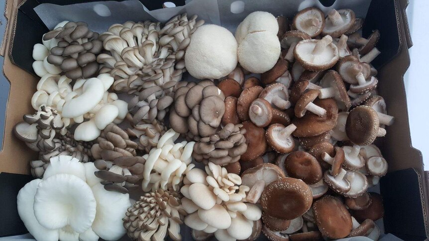 A feast for the eyes with different shaped mushrooms packed in a carton lined with baking paper.