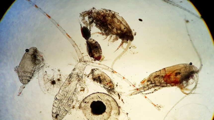 Tiny insect-like creatures under a microscope