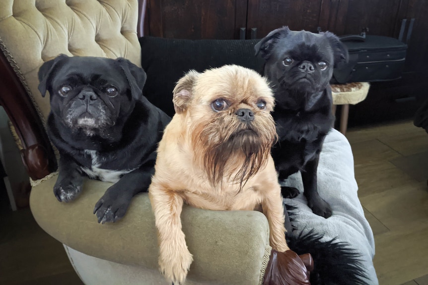 two black dogs and a fawn dog sitting on an ornate stuffed chair