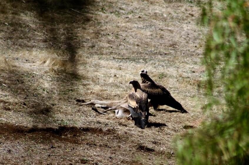 A pair of wedge-tailed eagles