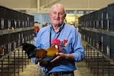 Sydney Royal Easter Show poultry judge Ken Bergin holding a brown leghorn bantam.