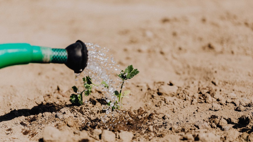 Close up of a watering can watering a plant