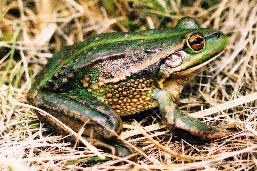 A green and brown striped frog in grass
