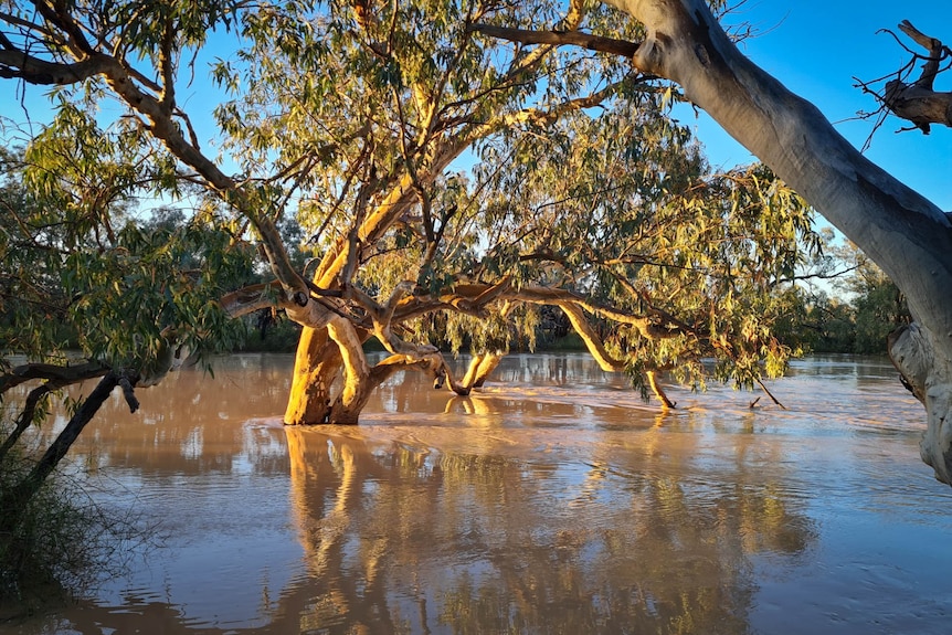 A big old tree in dawn light in floodwaters
