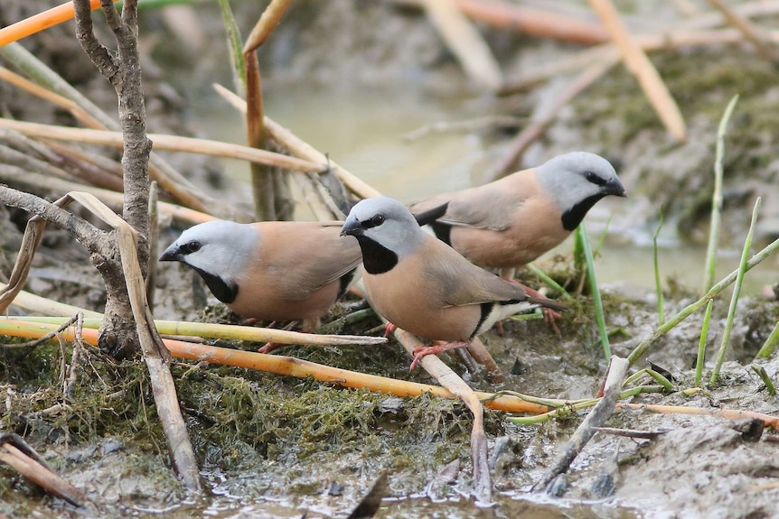 Black-throated Finch