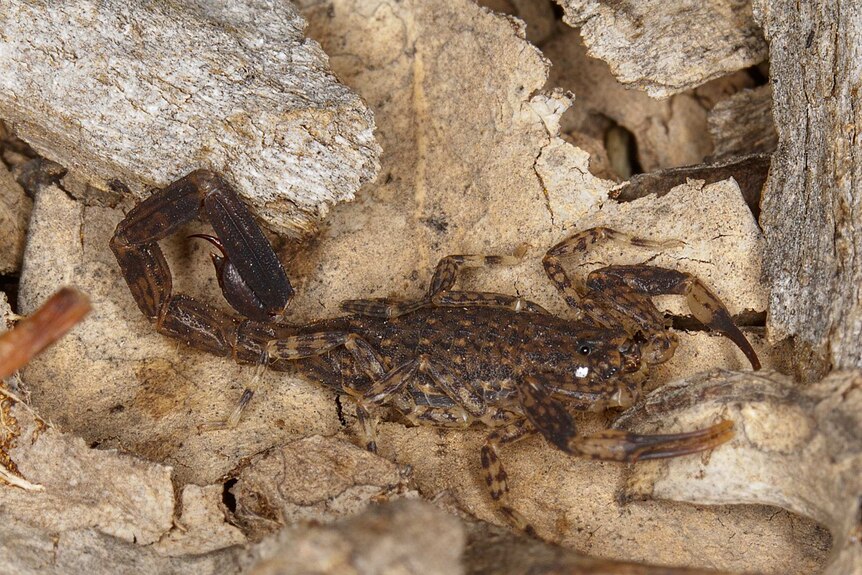 Marbled scorpion in Canberra