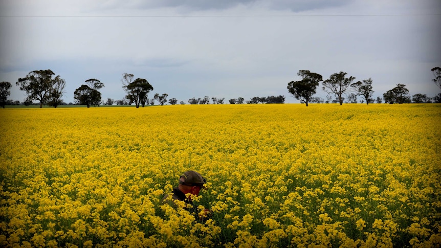 Mixed farmer Andrew Rohrlach has never seen a canola crop this tall in his life.