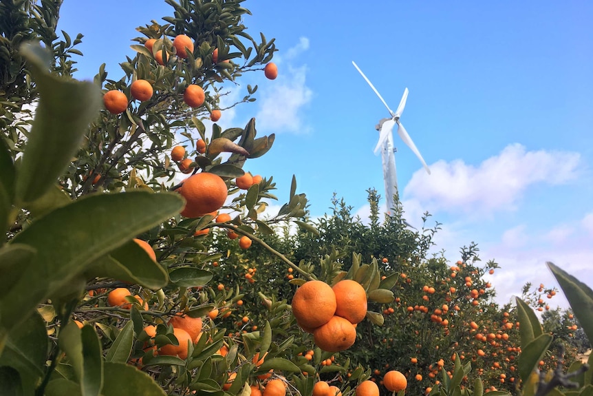 Fruit trees with a giant fan in the background
