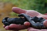 Rocky the lumpy tiger snake