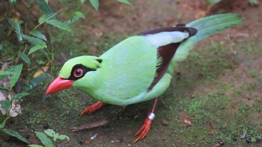 The Silent Forest: Songbirds ABC listen The Silent Forest: Songbirds ABC listen