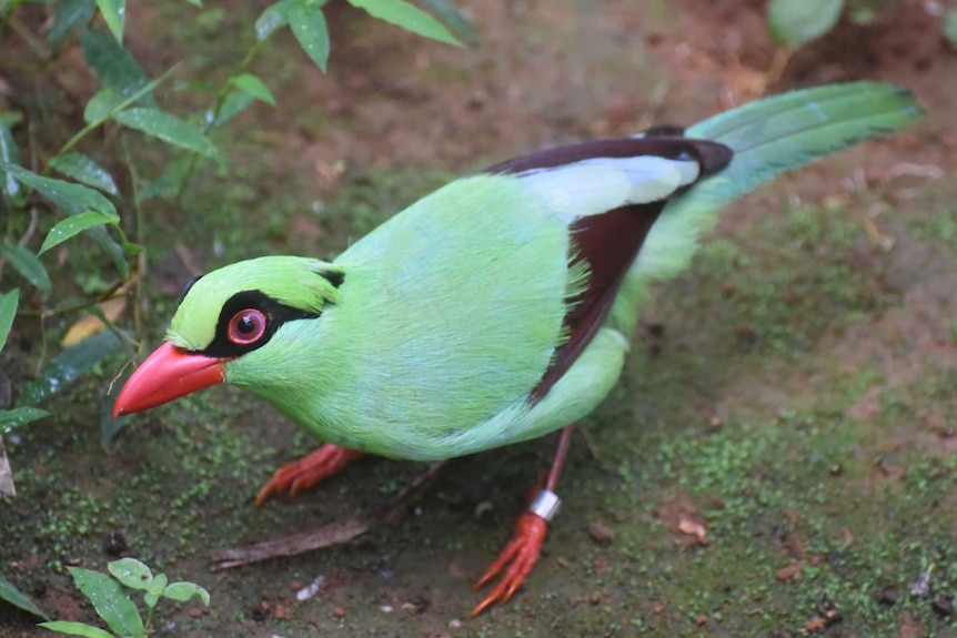 Javan green magpie.