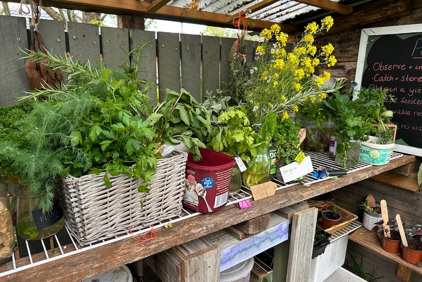 Roadside stall containing herbs and flowers. 