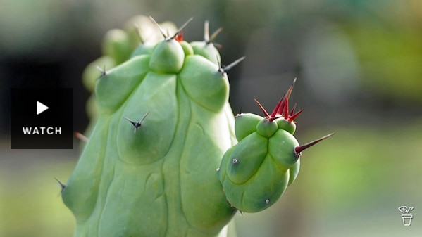 A bulbous cactus with bright red spikes. Has Video.