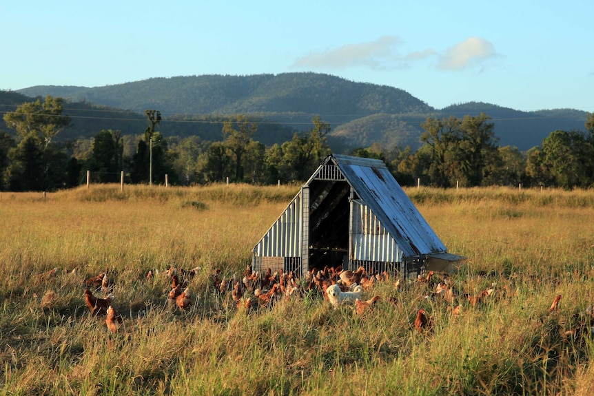 Chooks in deep grass.