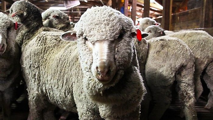 A close-up of a sheep in a shearing shed, with other sheep behind it.