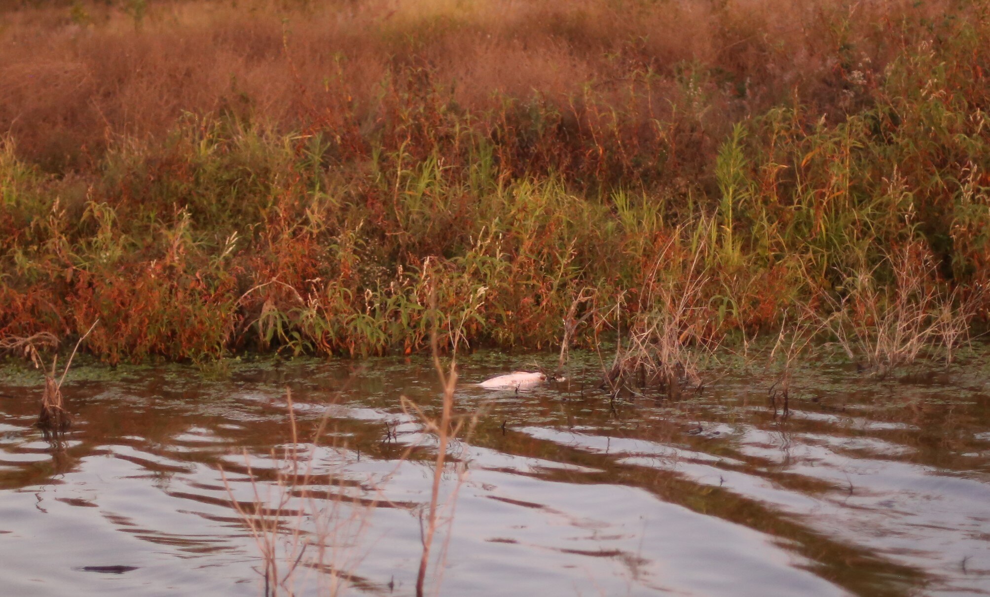 A fish floats on top of the water near the banks of a dam, weeds in the background.