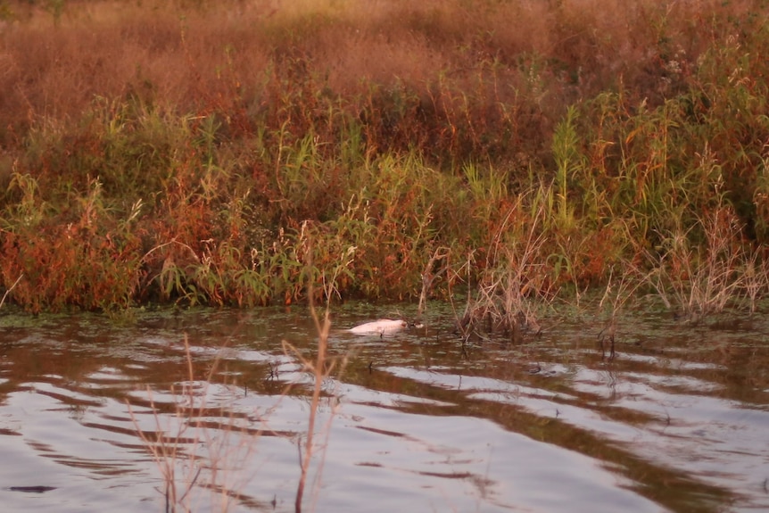 A fish floats on top of the water near the banks of a dam, weeds in the background.