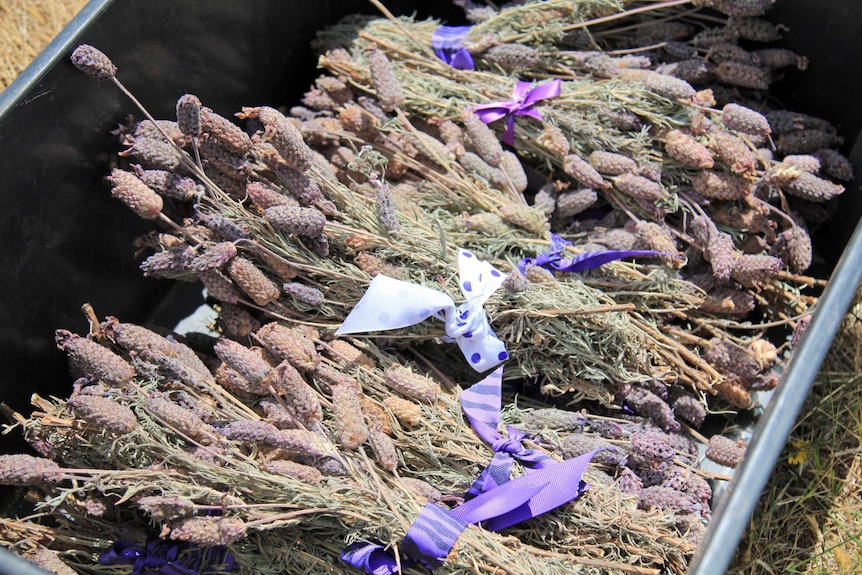 Dried lavender in bunches in a black plastic box