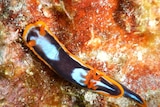 A black, white and orange sea slug that mimics other sea slugs