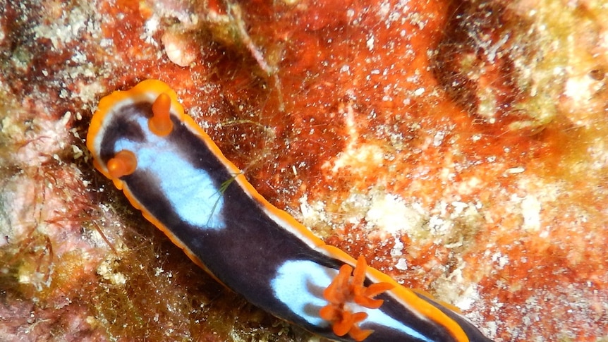 A black, white and orange sea slug that mimics other sea slugs