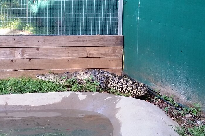 An estuarine crocodile huddled in a corner, against and wooden and concrete wall