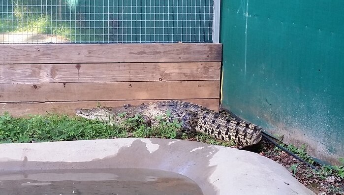 An estuarine crocodile huddled in a corner, against and wooden and concrete wall